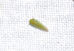 Cicadellidae