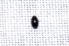Coleoptera