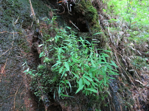 Panicum vohitrense image