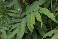 Coniogramme intermedia