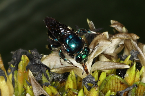 Euglossa mandibularis