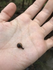 Gastrodontidae
