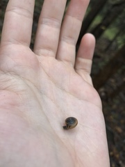 Gastrodontidae