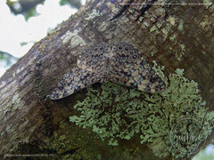 Hamadryas fornax