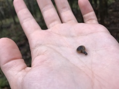 Gastrodontidae