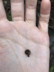 Gastrodontidae