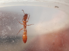 Pseudomyrmex apache