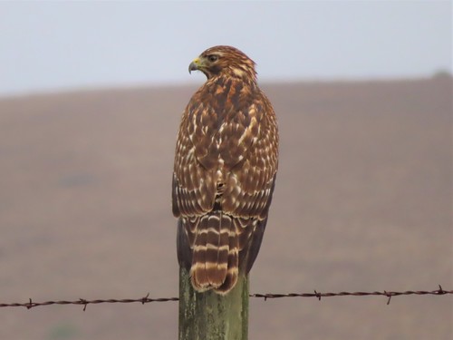 Red-shouldered Hawk