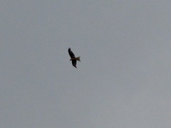 Milvus milvus milvus