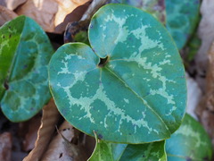 Hexastylis virginica