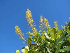 Vochysia tucanorum