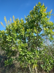 Vochysia tucanorum