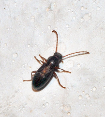 Stenohelops prolixus