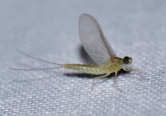 Ephemeroptera