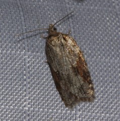 Acleris ptychogrammos