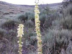 Digitalis lutea