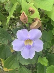 Thunbergia grandiflora image