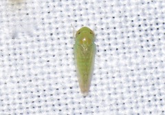 Cicadellidae