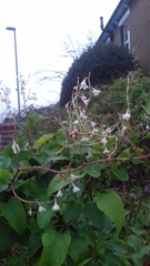 Fallopia baldschuanica