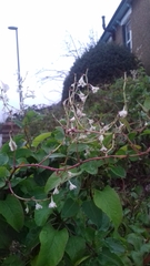 Fallopia baldschuanica