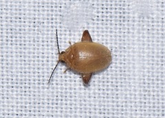 Coleoptera