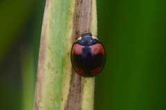 Cheilomenes sexmaculata