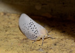 Poekilloptera phalaenoides