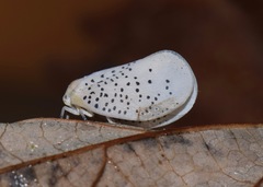 Poekilloptera phalaenoides
