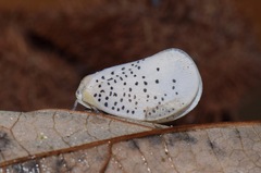 Poekilloptera phalaenoides