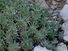 Euphorbia braunsii