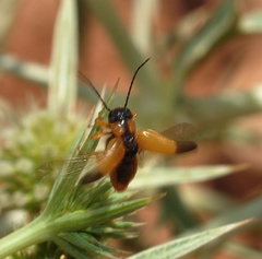 Stenoria apicalis