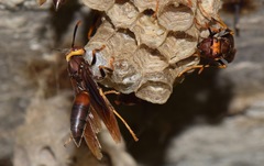 Polistes infuscatus