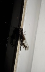 Cordulecerus subiratus