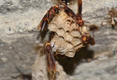 Polistes infuscatus