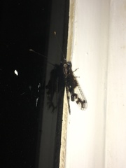 Cordulecerus subiratus