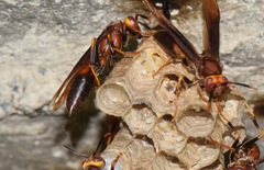 Polistes infuscatus