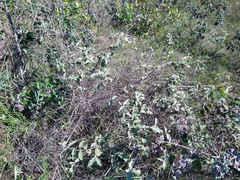 Sabicea brasiliensis