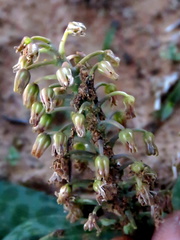 Ledebouria ensifolia