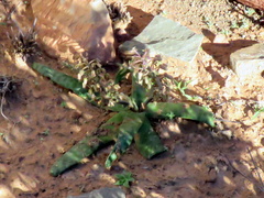 Ledebouria ensifolia