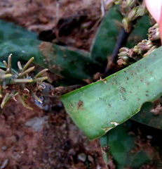 Ledebouria ensifolia