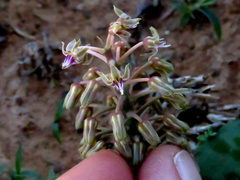 Ledebouria ensifolia