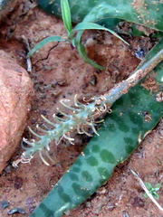 Ledebouria ensifolia