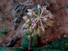 Ledebouria ensifolia
