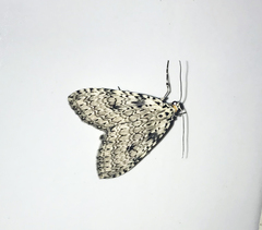 Graphidipus puncticulata