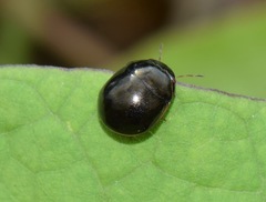 Brachyplatys subaeneus