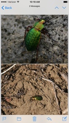Carabus truncaticollis