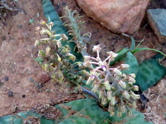 Ledebouria ensifolia