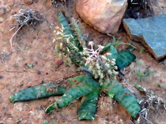 Ledebouria ensifolia