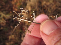 Phlox maculata