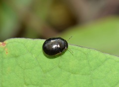 Brachyplatys subaeneus